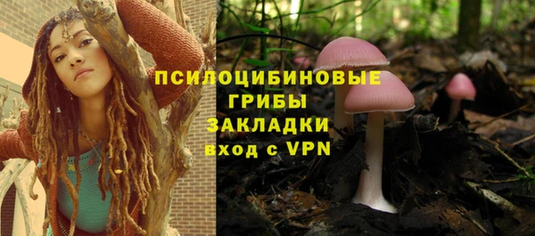 прущие грибы Абинск
